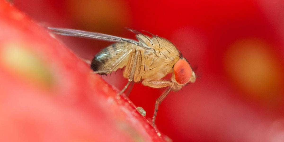 Ciliegie, il cracking è sotto controllo ma spaventa la Drosophila Suzukii